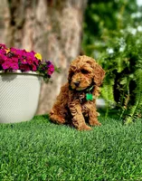 Barron (Miniature), a male Miniature Goldendoodle for sale in Indianapolis, IN – 3 of 7