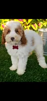 Barron (miniature), a male Goldendoodle and Miniature Goldendoodle for sale in Indianapolis, IN – 2 of 5