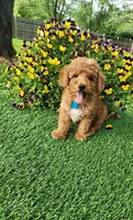 Perry, a male Goldendoodle and Miniature Goldendoodle for sale in Indianapolis, IN – 8 of 9