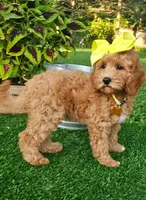 Dutchess (miniature), a female Miniature Goldendoodle for sale in Indianapolis, IN – 2 of 6