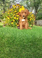 Penny, a female Miniature Goldendoodle for sale in Indianapolis, IN – 8 of 8