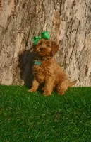 Penny (miniature), a female Goldendoodle and Miniature Goldendoodle for sale in Indianapolis, IN – Photo 4 of 5
