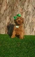 Penny (miniature), a female Goldendoodle and Miniature Goldendoodle for sale in Indianapolis, IN – Photo 3 of 5