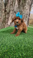 Penny (miniature), a female Goldendoodle and Miniature Goldendoodle for sale in Indianapolis, IN – Photo 2 of 2