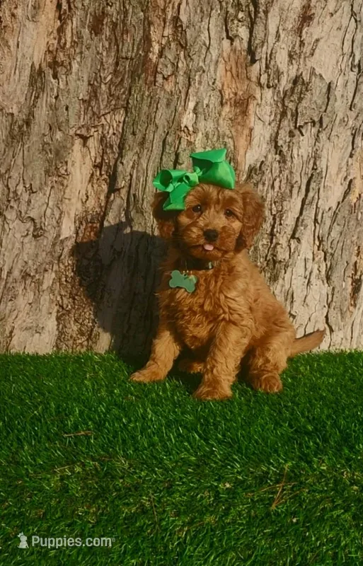 Penny (miniature) – Goldendoodle, Miniature Goldendoodle puppy for sale in Indianapolis, IN