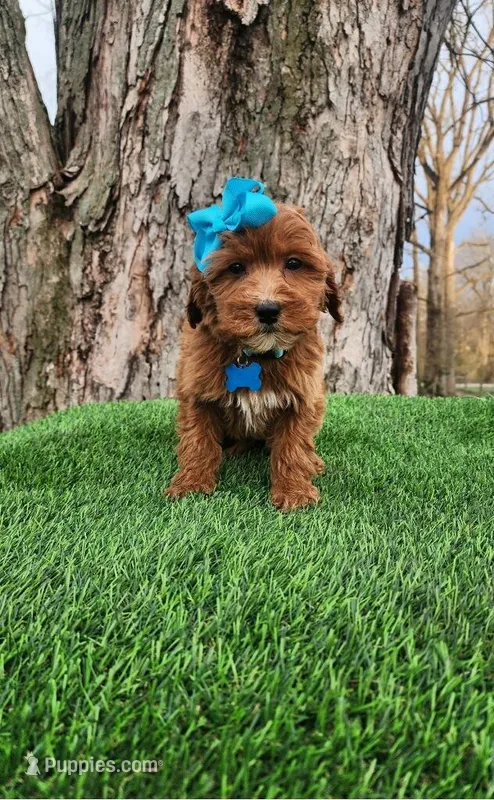 Penny (miniature) – Goldendoodle, Miniature Goldendoodle puppy for sale in Indianapolis, IN