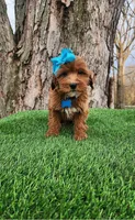 Penny (miniature), a female Goldendoodle and Miniature Goldendoodle for sale in Indianapolis, IN – Photo 1 of 2