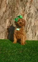 Penny (miniature), a female Goldendoodle and Miniature Goldendoodle for sale in Indianapolis, IN – Photo 5 of 5