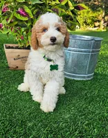 Griffin, a male Goldendoodle for sale in Indianapolis, IN – 5 of 5