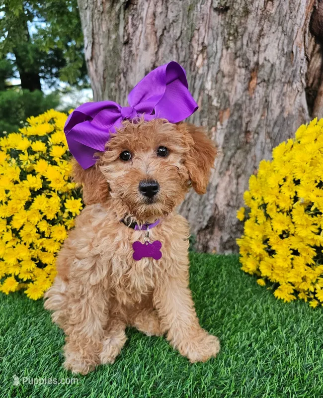 Harper – Goldendoodle, Miniature Goldendoodle puppy for sale in Indianapolis, IN