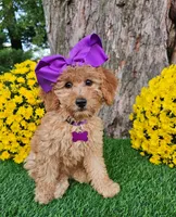 Harper, a female Goldendoodle and Miniature Goldendoodle for sale in Indianapolis, IN – 1 of 6
