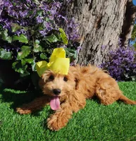Savannah, a female Goldendoodle and Miniature Goldendoodle for sale in Indianapolis, IN – 2 of 3