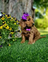 Gabby (miniature), a female Goldendoodle and Miniature Goldendoodle for sale in Indianapolis, IN – 9 of 10