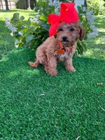 Dutchess  (micro mini), a female Goldendoodle and Miniature Goldendoodle for sale in Indianapolis, IN – 4 of 6