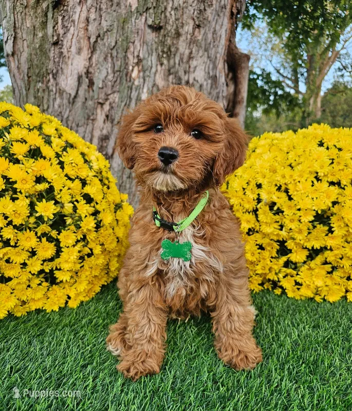 Gavin – Goldendoodle, Miniature Goldendoodle puppy for sale in Indianapolis, IN