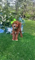 Pricilla, a female Goldendoodle for sale in Indianapolis, IN – 3 of 3