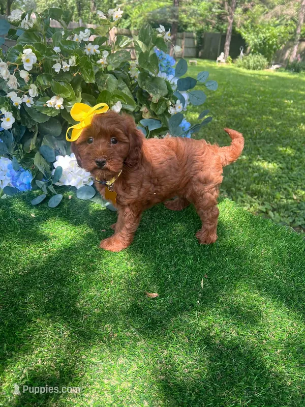 Ella (micro) – Goldendoodle, Miniature Goldendoodle puppy for sale in Indianapolis, IN