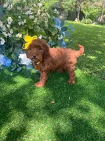 Ella (micro), a female Goldendoodle and Miniature Goldendoodle for sale in Indianapolis, IN – 1 of 4