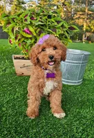 Elsie (miniature), a female Miniature Goldendoodle for sale in Indianapolis, IN – 7 of 8