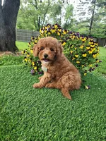 Charlie, a male Goldendoodle and Miniature Goldendoodle for sale in Indianapolis, IN – 2 of 4