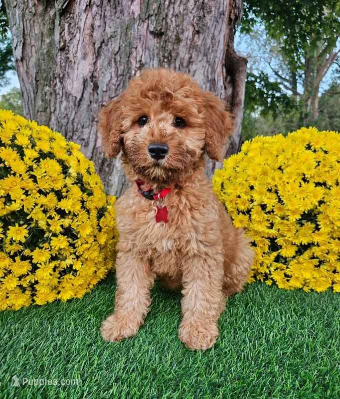 Simon – Goldendoodle puppy for sale in Indianapolis, IN