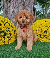 Simon, a male Goldendoodle for sale in Indianapolis, IN – 1 of 1