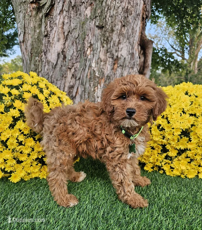 Gavin – Goldendoodle, Miniature Goldendoodle puppy for sale in Indianapolis, IN