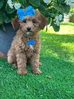 Gabby (micro), a female Goldendoodle and Miniature Goldendoodle for sale in Indianapolis, IN – 2 of 10