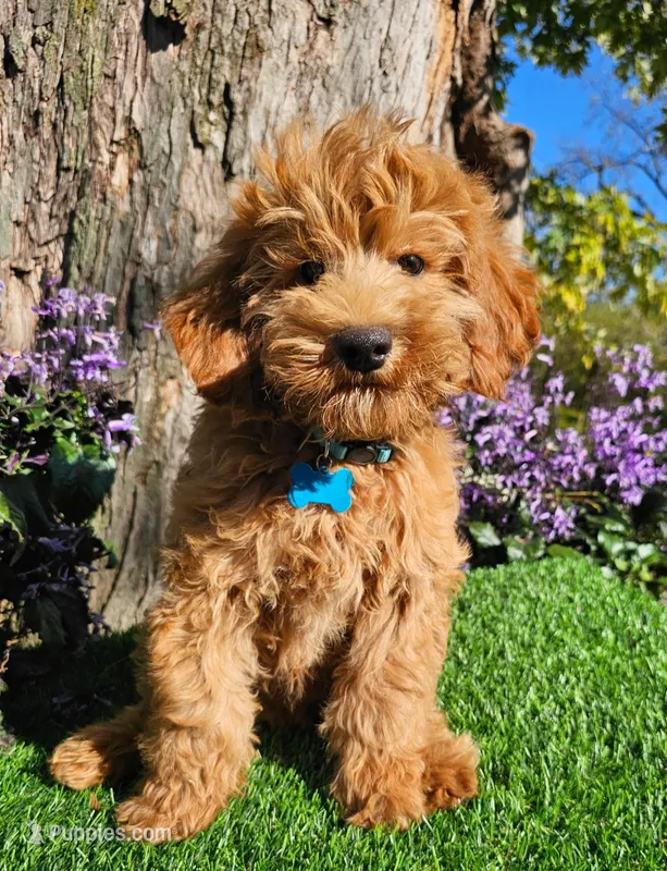 Clifford – Goldendoodle puppy for sale in Indianapolis, IN