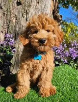 Clifford, a male Goldendoodle for sale in Indianapolis, IN – 1 of 1
