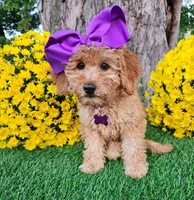 Harper, a female Goldendoodle and Miniature Goldendoodle for sale in Indianapolis, IN – 4 of 6