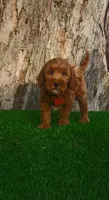 Barron (miniature), a male Goldendoodle and Miniature Goldendoodle for sale in Indianapolis, IN – Photo 2 of 5