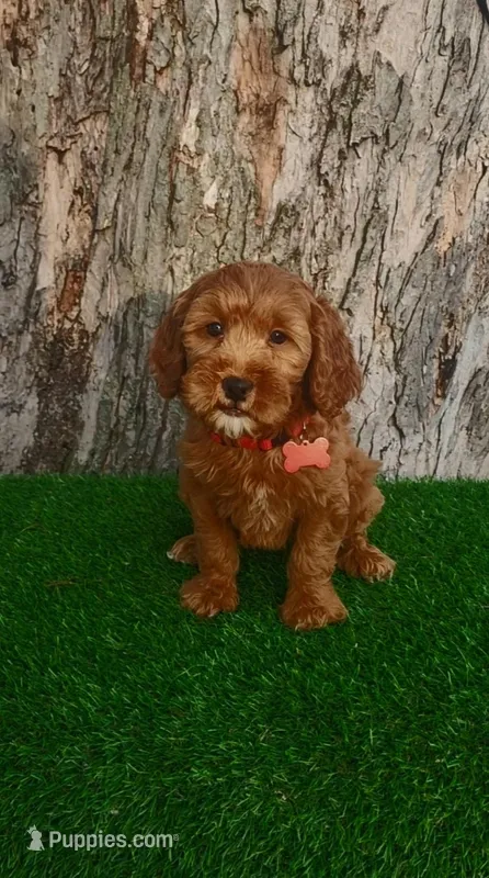 Barron (miniature) – Goldendoodle, Miniature Goldendoodle puppy for sale in Indianapolis, IN