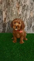 Barron (miniature), a male Goldendoodle and Miniature Goldendoodle for sale in Indianapolis, IN – Photo 1 of 5