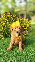 Penny, a female Miniature Goldendoodle for sale in Indianapolis, IN – 6 of 8