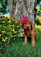 Betsy (miniature), a female Goldendoodle for sale in Indianapolis, IN – 4 of 6
