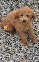 Alvin, a male Goldendoodle and Miniature Goldendoodle for sale in Indianapolis, IN – 2 of 2