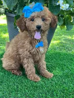 Gabby (micro), a female Goldendoodle and Miniature Goldendoodle for sale in Indianapolis, IN – 6 of 10