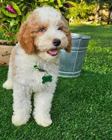 Griffin, a male Goldendoodle for sale in Indianapolis, IN – 4 of 5