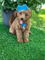 Gabby (micro), a female Goldendoodle and Miniature Goldendoodle for sale in Indianapolis, IN – 4 of 10