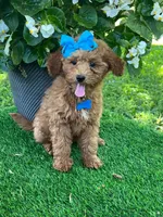 Gabby (micro), a female Goldendoodle and Miniature Goldendoodle for sale in Indianapolis, IN – 8 of 10