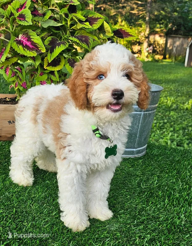 Griffin – Goldendoodle puppy for sale in Indianapolis, IN