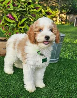 Griffin, a male Goldendoodle for sale in Indianapolis, IN – 3 of 5