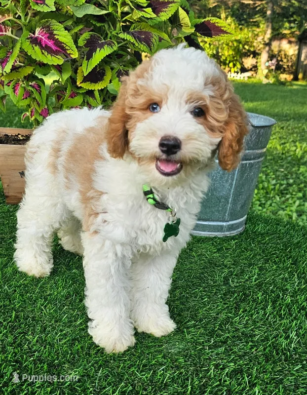 Griffin – Goldendoodle puppy for sale in Indianapolis, IN