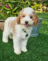 Griffin, a male Goldendoodle for sale in Indianapolis, IN – 1 of 5