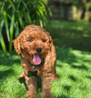 Branson (miniature), a male Goldendoodle and Miniature Goldendoodle for sale in Indianapolis, IN – 3 of 3