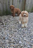 Byron (miniature), a male Goldendoodle and Miniature Goldendoodle for sale in Indianapolis, IN – 3 of 3