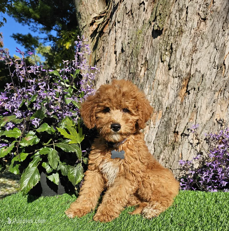 Theodore – Goldendoodle, Miniature Goldendoodle puppy for sale in Indianapolis, IN