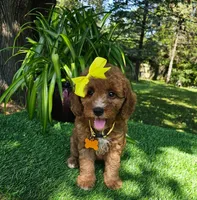 Daphne  (micro), a female Miniature Goldendoodle for sale in Indianapolis, IN – 2 of 3