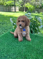 Perry (miniature), a male Goldendoodle and Miniature Goldendoodle for sale in Indianapolis, IN – 3 of 6